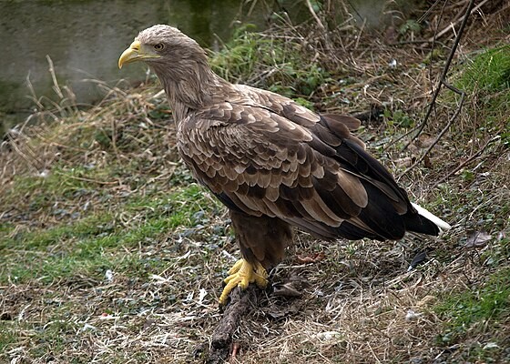 haliaeetus-albicilla-captive-8a-1741881369.jpg